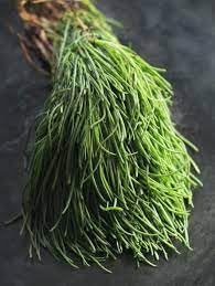 Agretti Salsola soda seeds for garden planting